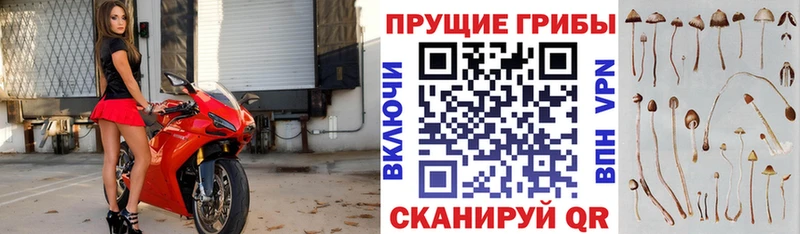 купить наркотики цена  Углегорск  Псилоцибиновые грибы MAGIC MUSHROOMS 